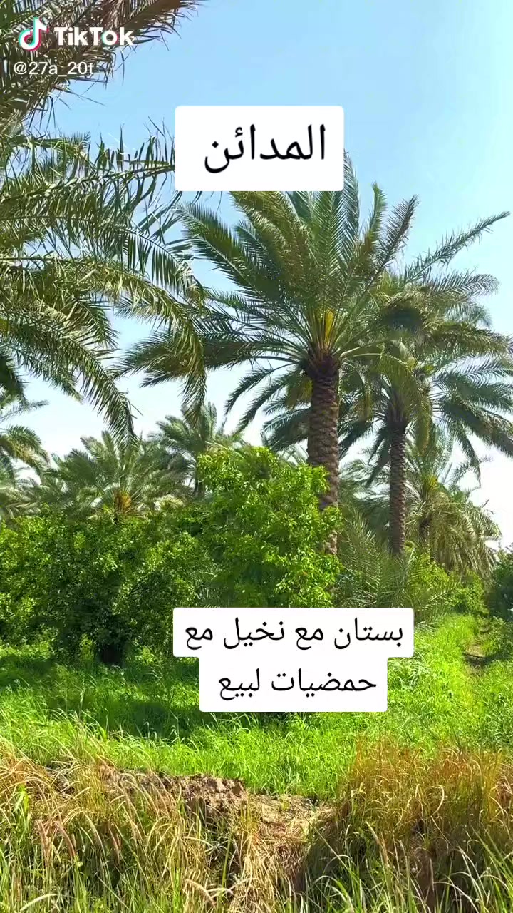 ارض زراعيه مساحتها ١٦٧ طابو زراعي سند ٢٥ الك الحق التصرف قضاء المدائن منطقة النج مجاورة وملاسقة الى شركة دواجن بيض المائدة  ٧ دونم شاطية متكونة من بيت  اضافة الى انواع النخيل من البرحي والبريم والشويثي والزهدي والخستاوي والسلطاني وارده السنوي لان تاجر  حوالي ٣٠٠ مليون  اضافة الى انواع الحمضيات من البرتقال والليمون واللانكي والنارج  كذلك فيها ٦٠ دونم مزورعة حنطة شعير واردها السنوي ١٢٥ مليون سعر الدونم ١٢٠ مليون قابل للتفاوض رقم وتساب لمعرفة التفاصيل ***********
