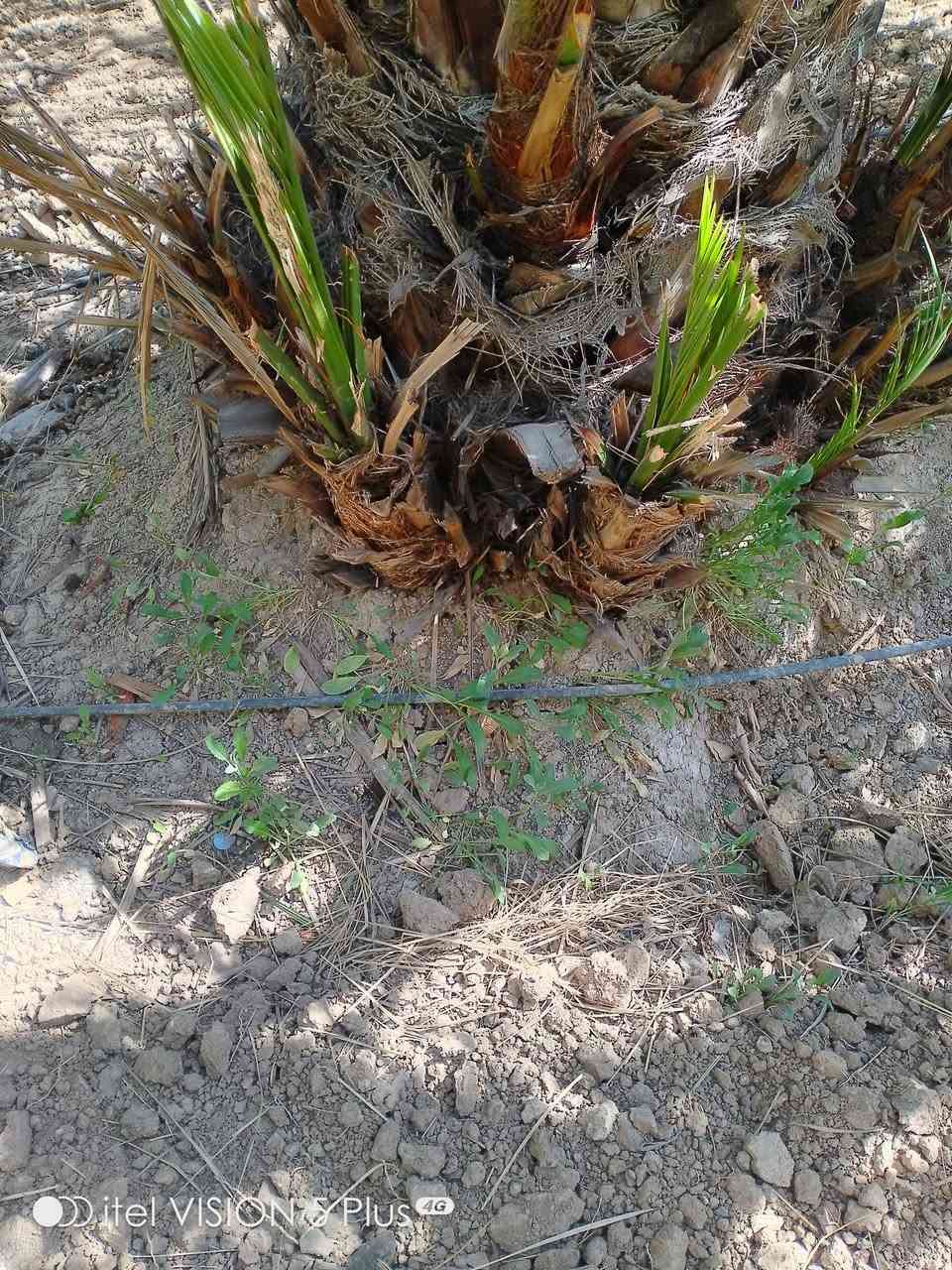 يوجد لدينا برحي بغداد الراشديه للاتصال على الارقام *********** او على الواتساب ***********
