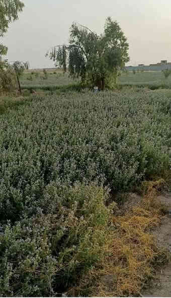 مزرعه للبيع 3 ونص دونم قرار 117 المزرعه مخدومة كافت الخدمات وكافت الأشجار المثمرة نخل مع حمضيات عنب وزيتون ورمان امريكي مشمش تفاح عرموط تين اصفر تين اسود بني مسلم كهرباء محولة ام 400 انارة شارع مدارس متوسطة وابتدائية مستوصف سوك قريب عليها ماء سقي نهر مع بئر مع ماء اسالة مع تبليط السعر عند الاتصال بالرقم *********** العنوان بغداد المعامل الحسينية منطقة السعاده حي الكرار بغداد
