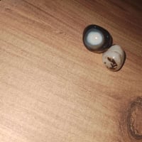 محابس • سليماني • نثيه وفحل