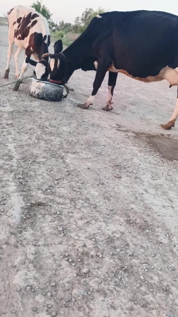 هاشه هوالشتاين مطفل جواهه بجر 
مكفوله شرط الجني ع كل عيب 
عشار شهرين حليب خير وبركه 
شرط الجني سعر مناسب 2650 قفل 
العنوان بابل الحمزه الغربي 
*********** واتساب 
*********** ابو صكر

