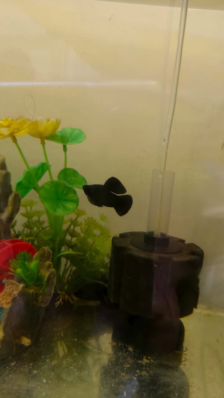 حوض سمك كامل ملحقات ما ثلاث سمكات سعر 30 الف و بي مجال العنوان الرسالة الثالثة


**إذا كنت صاحب هذا الإعلان وتريد حذفه لأي سبب، رجاءا أرسل رسالة إلى الدعم الفني**