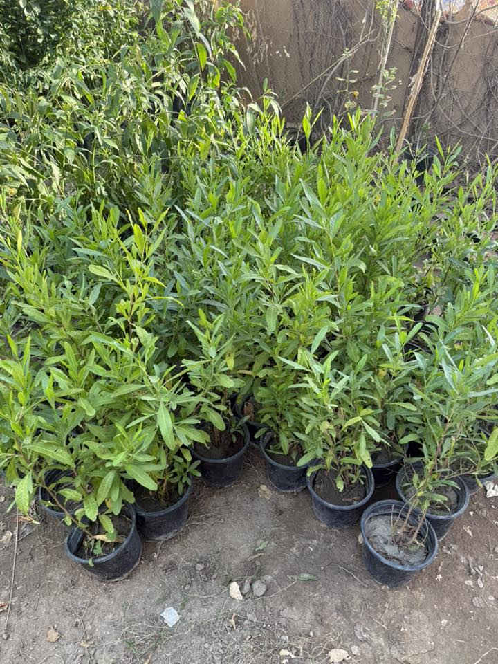 مساكم الله بلخير متابعينا الغوالي ✋

نبدي وياكم موسمنا ونكول الله يرزقنا ويرزق امة محمد امين🙏
كل ما هو جديد من عالم الزراعة من الاشجار والازهار والنخيل بانواعها يتوفر لدى مشتل الشقي🥹

ما عليك بس تزورنا وتنور مشتلنا واحنا علينا نقدلمك الي يرضي رب العالمين ثم يرضي زبائننا الكرام☺️
يوفر لدى مشتل الشقي
الحمضيات بانواعها🍊🍋
تفاح يمختلف الانواع🍏🍎
عرموط 🍐
مشمش🍑
رمان 🫐
العريش بانواعه🍇
الزيتون 🫒
وشنو تريد من اشجار وازها موجود 
انتو بي زورونا وستجدون الاسعار المناسبه 🥹

العنوان / الانبار / قضاء هيت 
حي البكر قرب اسواق ياسر
بادارة احمد سعيد الشقي ***********
