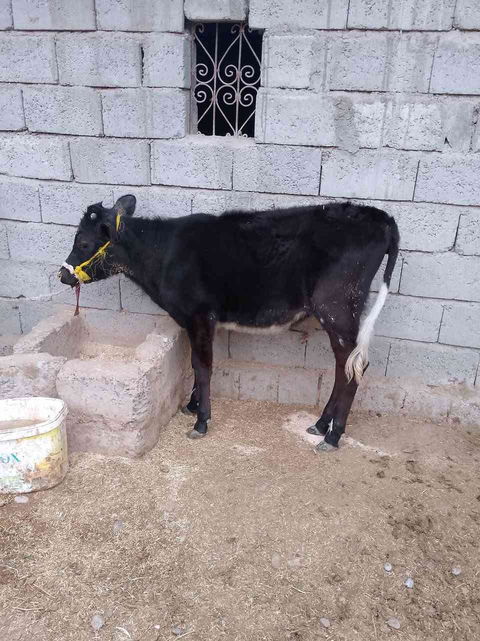 السلام عليكم للبيع حوليه جنس اصليه ترهم ربط وترهم جنيه السعر 890وبيها مجال قليل الاستفسار الاتصال على الرقم ***********
