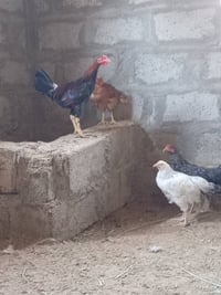 ديوكه عرب • مالات السنه • فروجتين