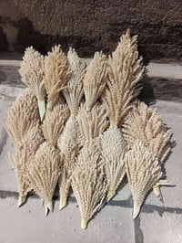 كص اليوم كلهن ب50 الف الي يتصل اول بالعافيه عليه العدد 16 لكوح 0780417...