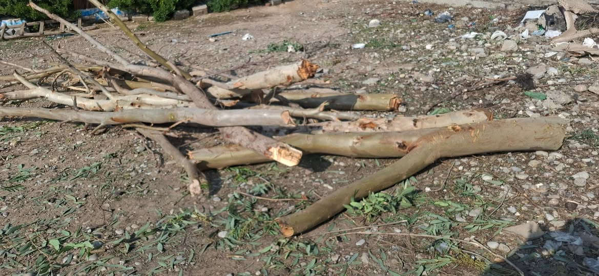 ئەم دارانە بۆفرۆشتن مشتەری نامە بنێرێ یان پەیوەندی بکا ***********
