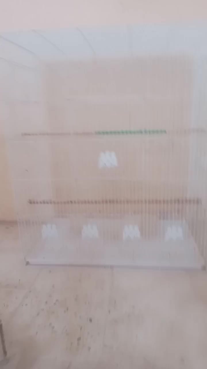 قفص ابو المتر نظيف كلش 
مكان السماوة


**إذا كنت صاحب هذا الإعلان وتريد حذفه لأي سبب، رجاءا أرسل رسالة إلى الدعم الفني**