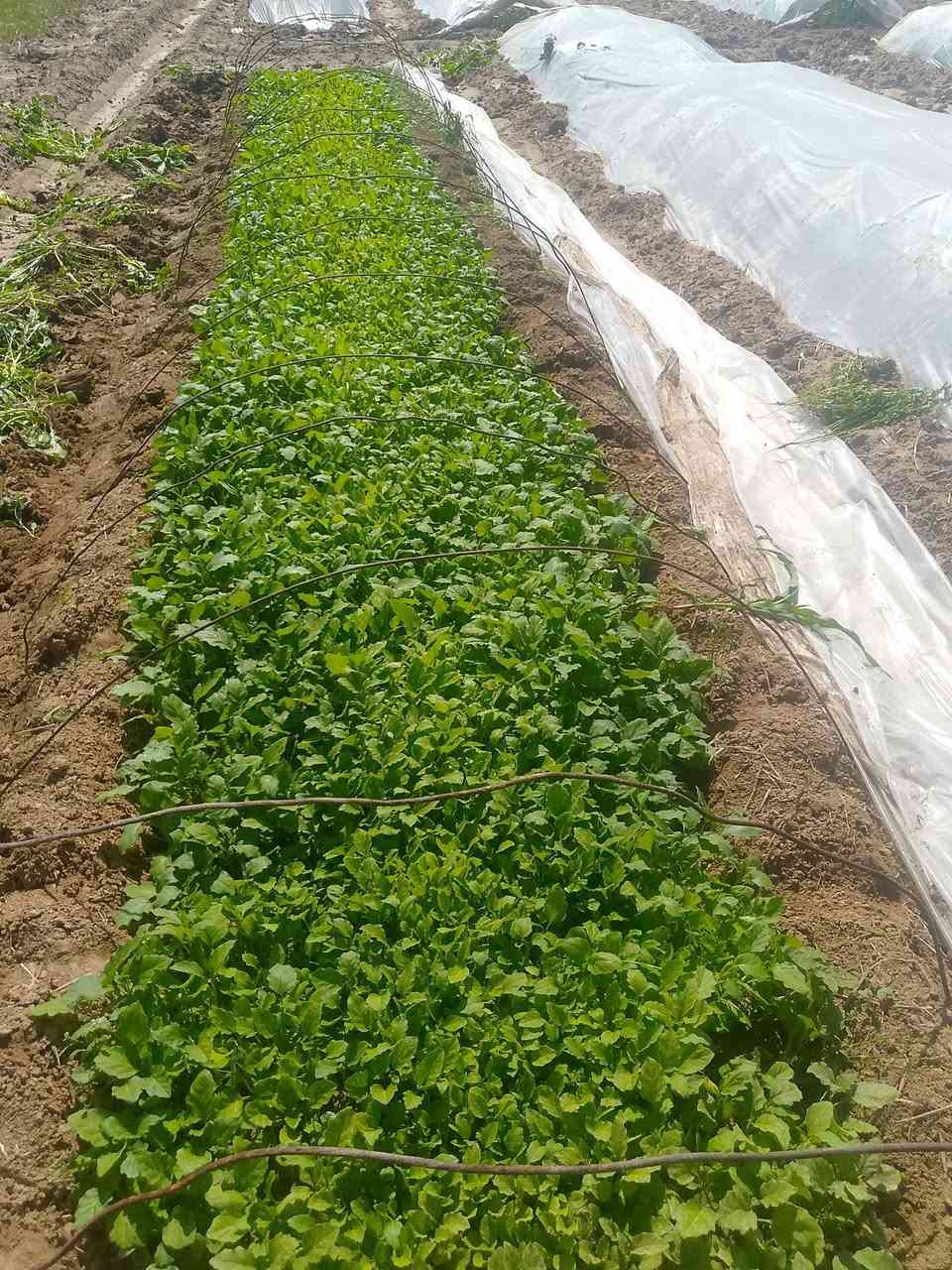 اسلام عليكم شتل بيذنجان للبيع عل متر المتر ب20الف المكان قرب محطات النعيمي مشروع الدور للستفسار ***********
