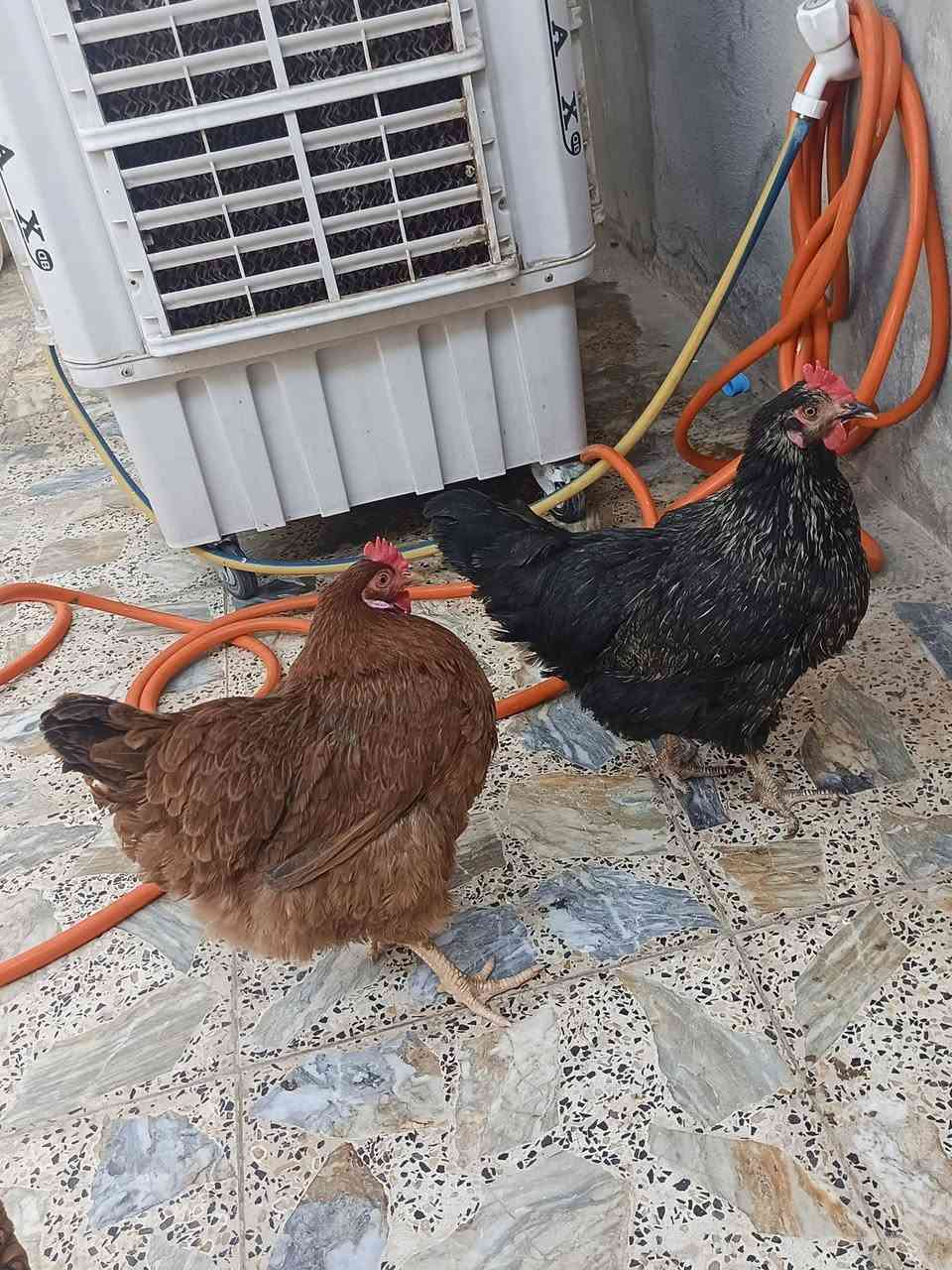 ٤دجاحات وديج للبيع وكلهن بياضات سعرهن ١٠٠


**إذا كنت صاحب هذا الإعلان وتريد حذفه لأي سبب، رجاءا أرسل رسالة إلى الدعم الفني**