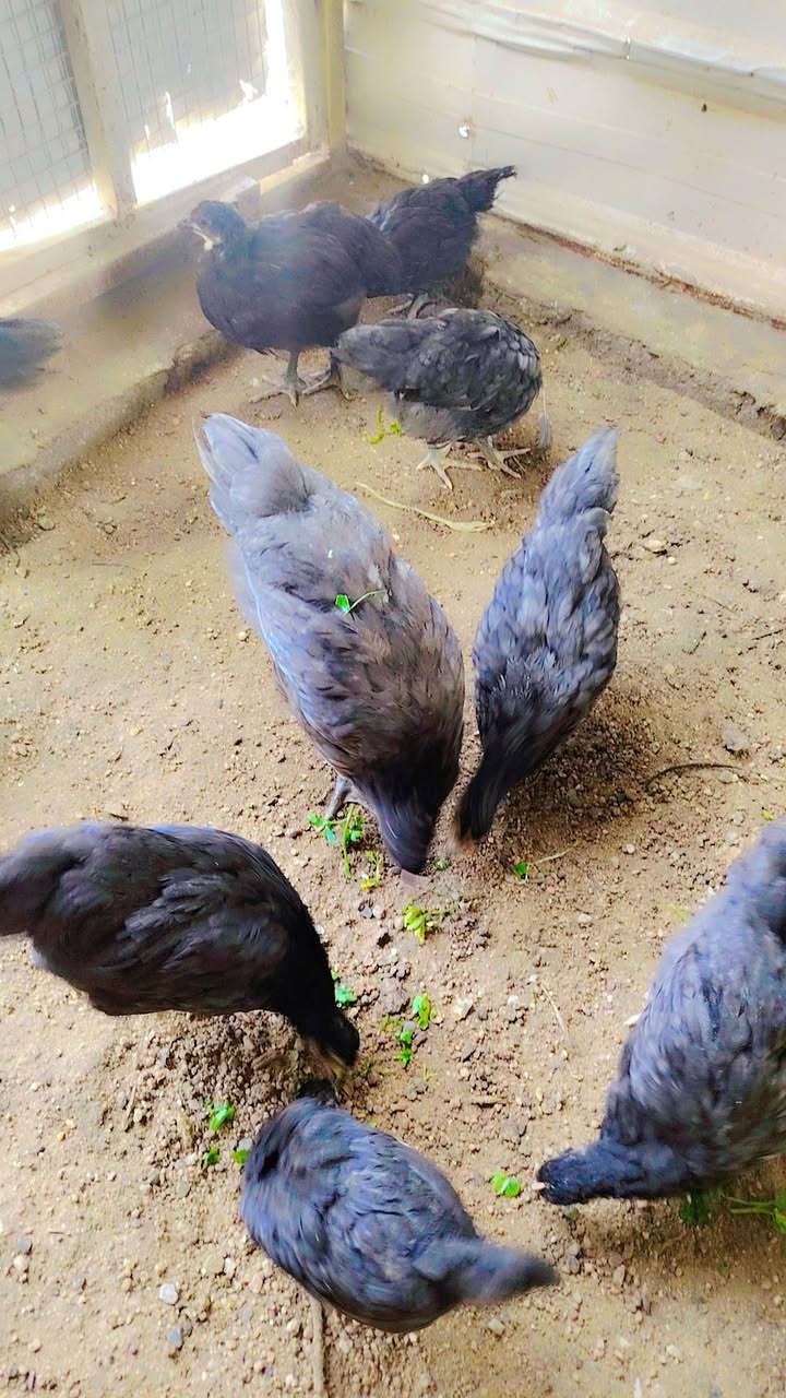 دجاجات زينة اللبيع سعر زوج ٣٥ وذا شلع بيهن مجال قليل شراي فقط خاص


**إذا كنت صاحب هذا الإعلان وتريد حذفه لأي سبب، رجاءا أرسل رسالة إلى الدعم الفني**