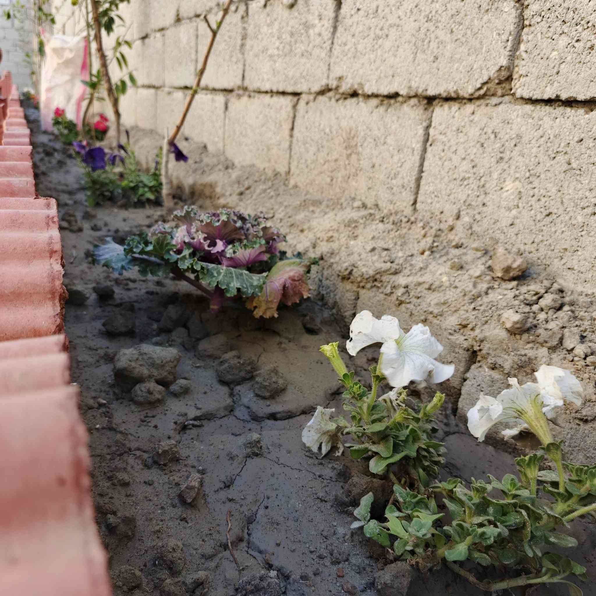 هذا عملنا في منطقة السفينة في ذي قار
الترتيب الحدائق داخل البيت أو خارج البيت 
زرع شتلات بأنواعها 
زرع ثيل بأنواعه 
بناء ديكورات حسب النوع
ونصب نافورات +تمثال
للاستفسار لاتصال برقم ***********
