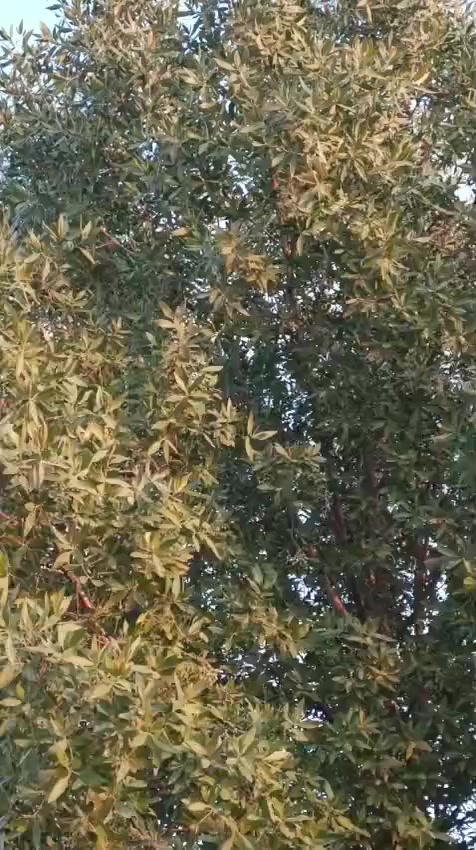 سلام عليكم بسيكل للبيع لون مميز بنفسجي بسيكل نضافه100بل100 مكاني نجف سعر خاص رجاءن مو شراي لليجي 😅🙂 بدون غراض ........................


**إذا كنت صاحب هذا الإعلان وتريد حذفه لأي سبب، رجاءا أرسل رسالة إلى الدعم الفني**