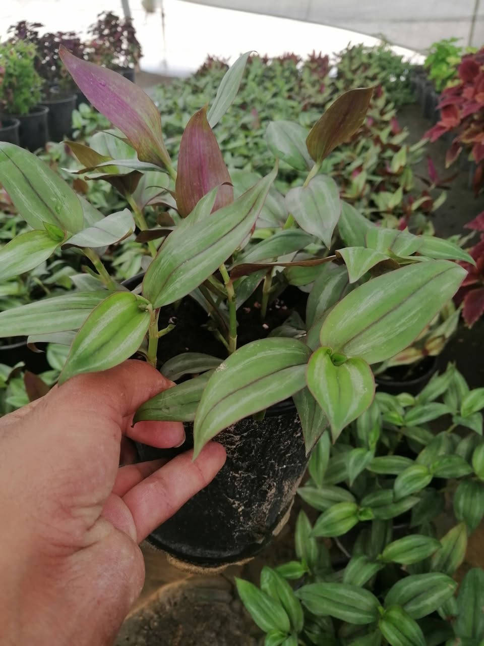 ((مشتل حديثة المركزي))
الموقع #
قرب دائرة البريد بسوق حديثة
دائما مستمرين وياكم

 ب((٢٠٠٠ )) فقط
كل ٣ب٥الاف 
عرووووضنا  وبأسعار بلاششششششش🙂✌️
فقط وبس يمنا)) 😉🌺✌️

لاستفسار زورو صفحتنا أو الاتصال على الرقم
***********
اهلاوسهلا بالجميع ❤️
