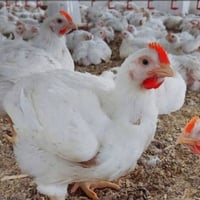 دجاج • خدمة توصيل • قرب دريد العزاوي