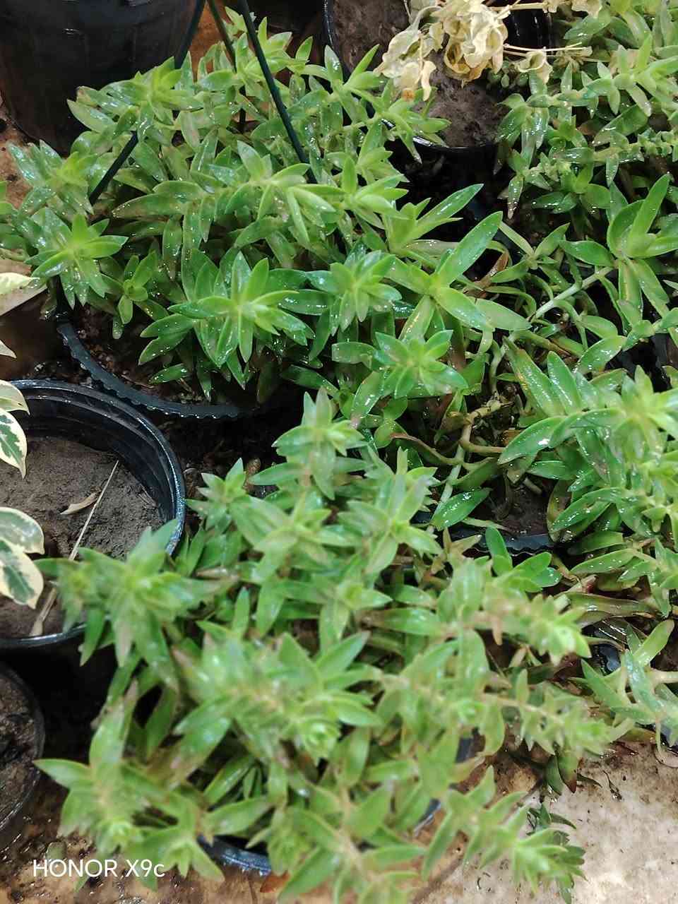 بۆفرۆشتن گەیاندن هەیە


**إذا كنت صاحب هذا الإعلان وتريد حذفه لأي سبب، رجاءا أرسل رسالة إلى الدعم الفني**