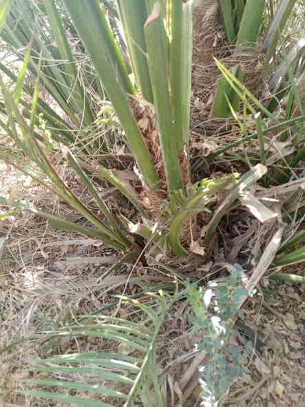 سلام عليكم فسائل البيع
الأنواع 
كنطار 
خضراوي
استمران

شويثي اصفر 

بريم 
برحي 
الاستفسار متواجد على الفيس 

الناصرية 
يوجد قلع 
ويوجد نقل 
العدد مفتوح 
والاسعار مناسبه 
والحجم يعجبك تريد أحواض تريد افراخ ‏‪***********‬‏
