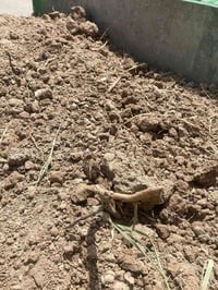 تراب زراعه • حلو • ستوته