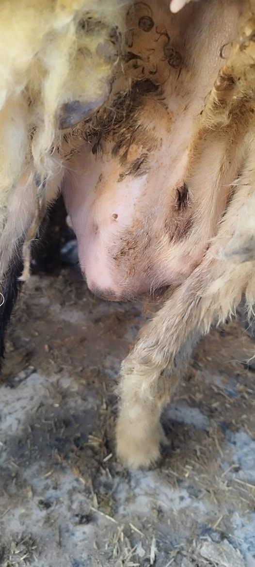 سلام عليكم 
من رخصه الادمن المحترم 
نعجه حاطه عشره  على ميلاد 
10 يام  وتولد تقريبا 
انعجه شطور 
شرط على كل عيب 
نصاحه  فول 

السعر 340 الف  

مكاني صلاح الدين بيجي قرب مطعم الزيتون 

***********
