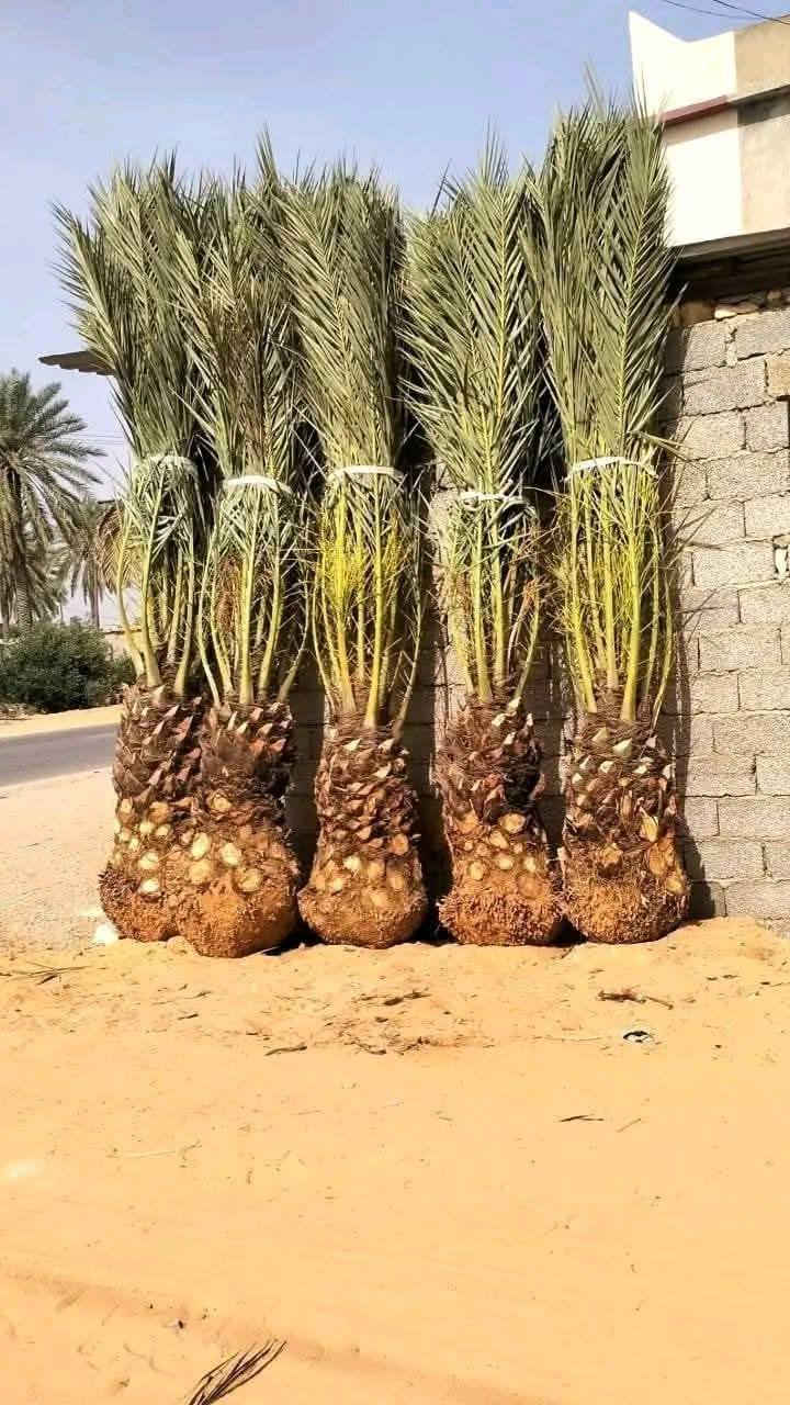 الأنواع المتوفرة:
✅ برحي 🌱 خستاوي 🌱 بريم 🌱 عمران 🌱 تبرزل 🌱 مكتوم 🌱 جمالي 🌱 اشرصي 🌱 بربن 🌱 حمراوي 🌱 شكر 🌱 شوثي أصفر.  ***********
