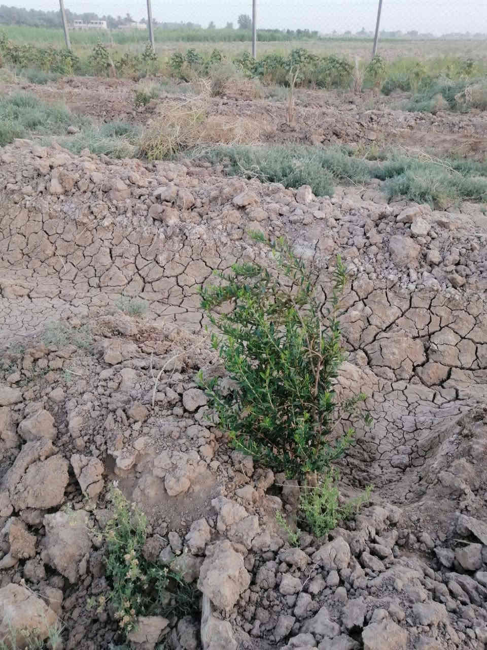 ألسلام عليكم/يتوفر دونمين زراعي عقد ٢٥ تحويل بأسم المشتري مغروسه اكثر من ١٠٠ فسيله واكثر من ٨٠ بيشة رمان وأيضا زيتون متوفر كافة الخدمات تبليط للباب ماء اساله ماء سقي كهرباء وطنيه مولد منطقه بير ارتوازي المدارس قريبه مستوصف قريب العنوان ناحيه كنعان شمر منطقة سكنيه #***********#***********
