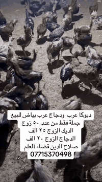 لا يوجد توصيل 
ديوكا عرب  ودجاج عرب بياض للبيع جملة فقط من عدد ٥٠ زوج 
الديك الزوج ٢٥ الف 
الدجاج الزوج ٢٠ الف 
صلاح الدين قضاء آلعلم 
***********

