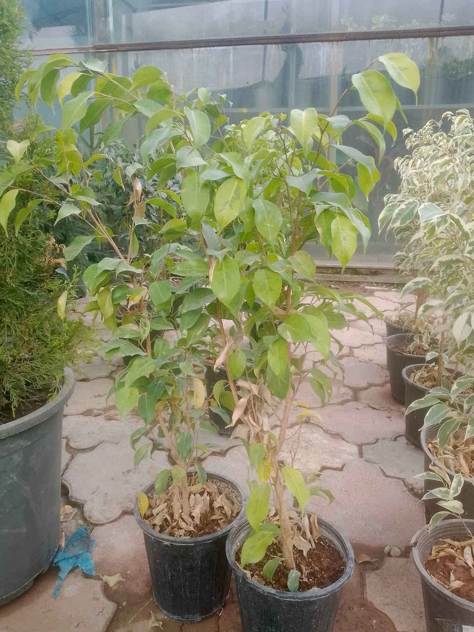 أهلاً بك في مشتل ميرنا، حيث نؤمن أن كل بذرة هي وعد بحياة خضراء، وكل نبتة هي حكاية نمو نرويها معك. نحن لسنا مجرد مكان لبيع الشتلات، بل نحن شركاؤك في تحويل مساحاتك الخاصة إلى جنات غناء تنبض بالحيوية والجمال.
🌿 رؤيتنا في مشتل ميرنا

في مشتل ميرنا، نسعى لأن نكون الوجهة الأولى لكل عشاق الطبيعة والجمال. نجمع بين الخبرة الزراعية العميقة واللمسة الفنية المعاصرة لنقدم لكم مجموعة مختارة بعناية من النباتات التي تناسب مناخنا وتضفي لمسة من السحر على منازلكم وحدائقكم.

🌱 ما الذي يميزنا؟

نحن في مشتل ميرنا ندرك أن النبات يحتاج إلى أكثر من مجرد ماء؛ إنه يحتاج إلى العناية والشغف. إليك ما نقدمه:

تنوع استثنائي: نوفر تشكيلة واسعة تشمل الأشجار المثمرة، زهور الزينة الموسمية، والنباتات الداخلية (الظلية) النادرة.

جودة تضمن الاستدامة: شتلاتنا تخضع لرقابة زراعية دقيقة، مما يضمن لك نباتات قوية، خالية من الآفات، وجاهزة للازدهار في بيئتها الجديدة.

استشارات زراعية متخصصة: فريقنا ليس مجرد بائعين، بل هم خبراء زراعيون مستعدون للإجابة على تساؤلاتكم حول طرق الري، التسميد، واختيار الموقع الأمثل لكل نبتة.

تنسيق الحدائق (Landscaping): نساعدك في تصميم وتنسيق حديقة أحلامك، سواء كانت حديقة منزلية صغيرة أو مساحة خضراء واسعة، مع مراعاة التوازن البصري والاحتياجات البيئية.    توصيل داخل اربيل 

تصال ارقام تاليه ***********.    ***********

يوجد جمله    مفرد
