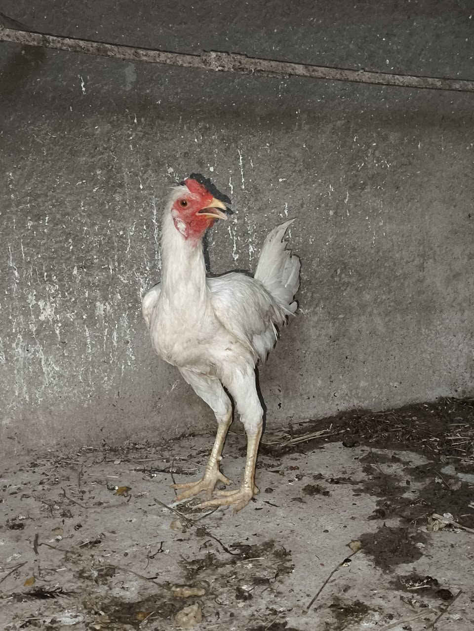 @دجاج عرب للبيع كله بياض وشرط البيض يوميه وديوجه عدد3  عرب شمسي وديج عرب ابيض صافي  وفرخاتهن شراي يراسلني ويدلل


**إذا كنت صاحب هذا الإعلان وتريد حذفه لأي سبب، رجاءا أرسل رسالة إلى الدعم الفني**