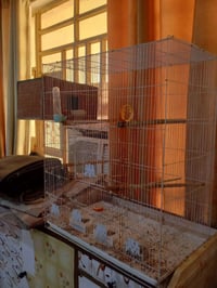 قفص • العزيزية • سعر خاص