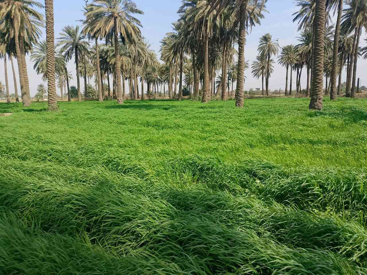 سلام عليكم يوجد أرض زراعيه البيع المساحة 5دونم العنوان كوت اليوسفيه للاستفسار  الاتصال 0771509612


**إذا كنت صاحب هذا الإعلان وتريد حذفه لأي سبب، رجاءا أرسل رسالة إلى الدعم الفني**