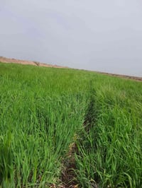 قلعه سكر • ١٤ دونم • ماطور ومياه