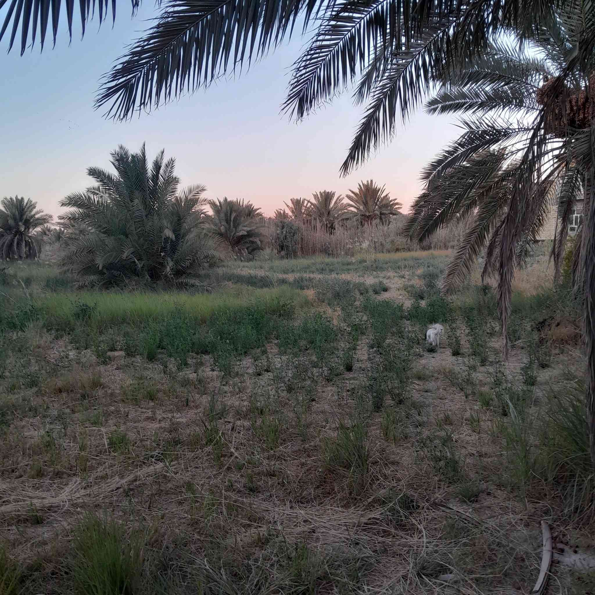 اللهم صل على محمد وآل محمد
بستان ٣دونم بالسنيه نزلت الساده ال رحمن قرب سيد جرس للبيع بأسمي منطقة سكنية متوفره كافة الخدمات قرية حمزة ال غانم خلف مدرسة ابن الجوزي السعر ٨٠مليون وبيها مجال للشراي متواجد خاص


**إذا كنت صاحب هذا الإعلان وتريد حذفه لأي سبب، رجاءا أرسل رسالة إلى الدعم الفني**