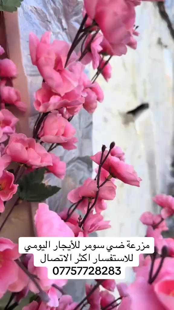 للحجز او الاستفسار ***********
