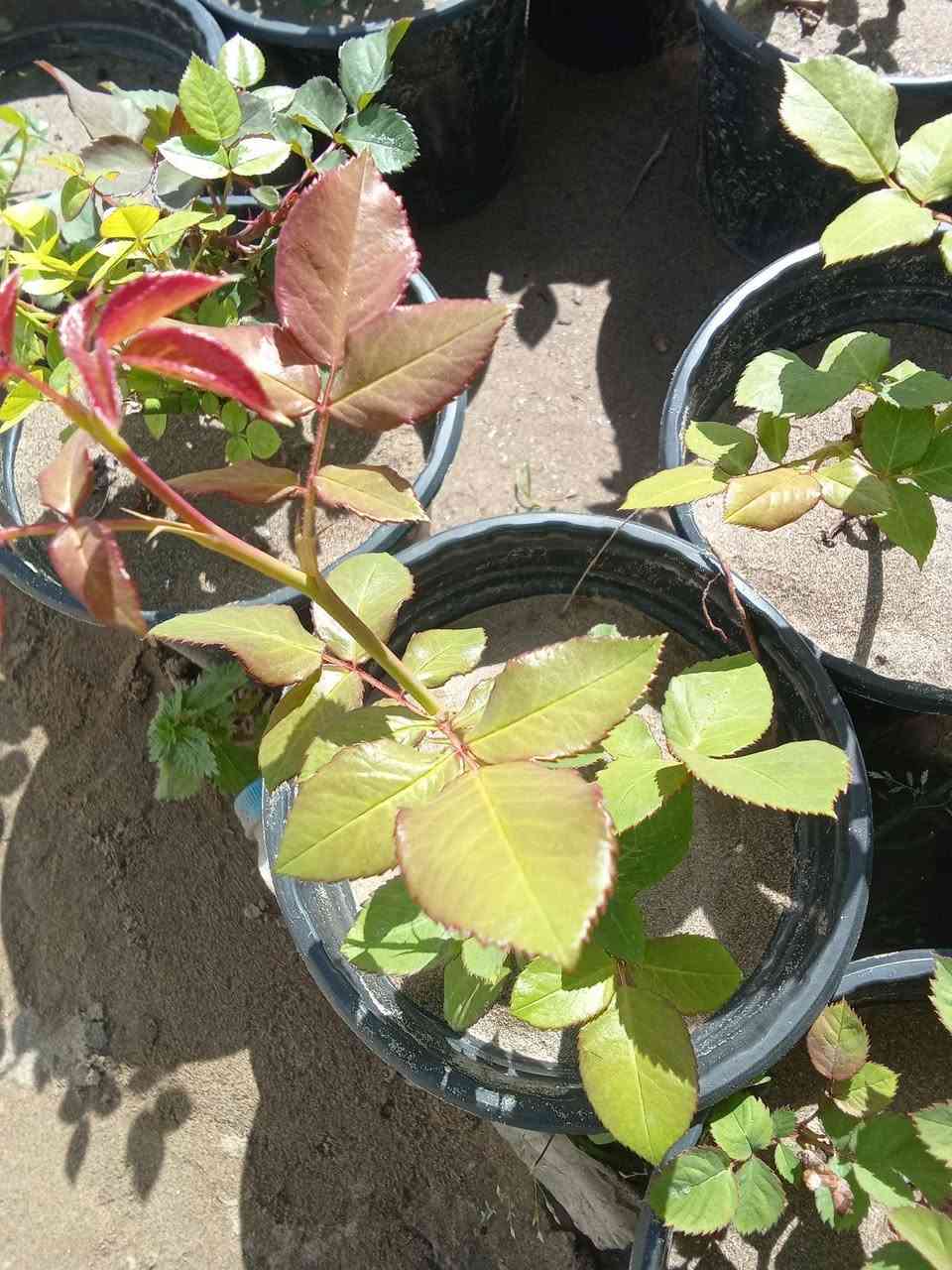 جوري عراقي الوان
متوفر لدينا بأنتاج عراقي 
السندانه ب٢٠٠٠
كل ٣سنادين ب٥ 
التوصيل داخل بغداد 
للطلب*********** واتساب مراسله فقط
