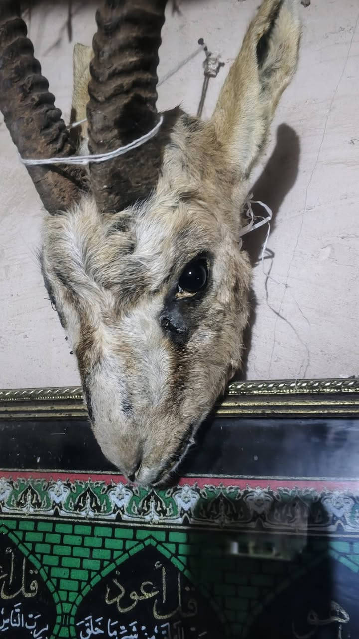 راس غزال محنط البيع تواصل خاص


**إذا كنت صاحب هذا الإعلان وتريد حذفه لأي سبب، رجاءا أرسل رسالة إلى الدعم الفني**