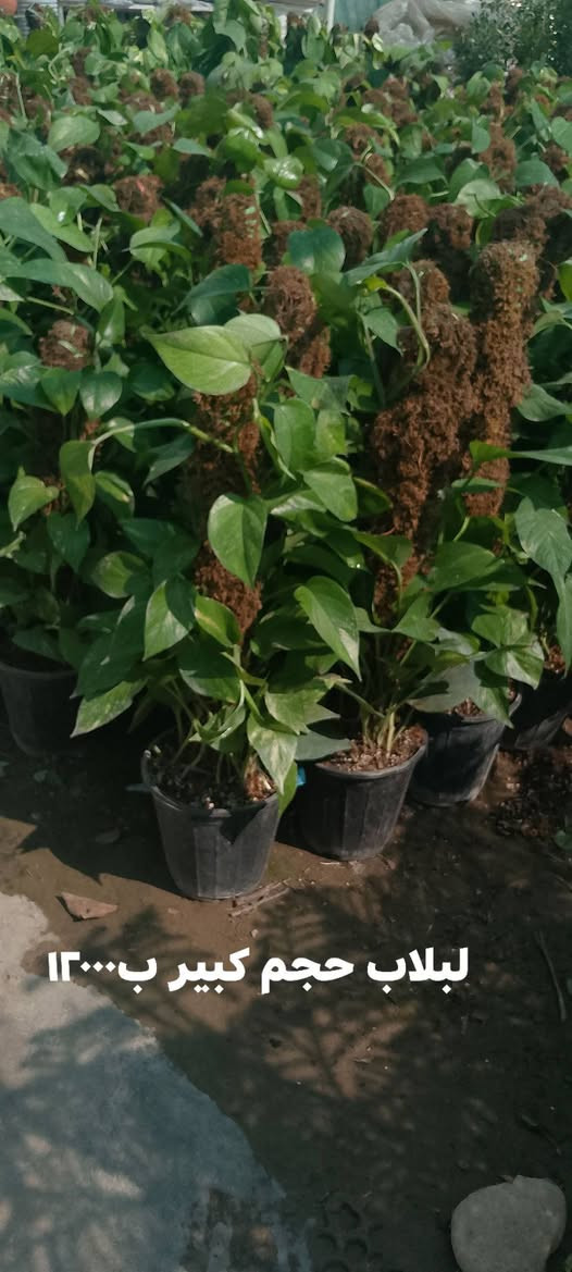 شتلات بأسعار مناسبة السعر داخل الصور 
يوجد توصيل لمناطق كركوك 
عروض التوصيل بمناسبة العيد
 الطلبية الي تزيد عن ٥٠الف التوصيل مجاني


**إذا كنت صاحب هذا الإعلان وتريد حذفه لأي سبب، رجاءا أرسل رسالة إلى الدعم الفني**