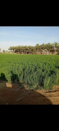 ناحية النيل • ٢ دونم • ماء سقي