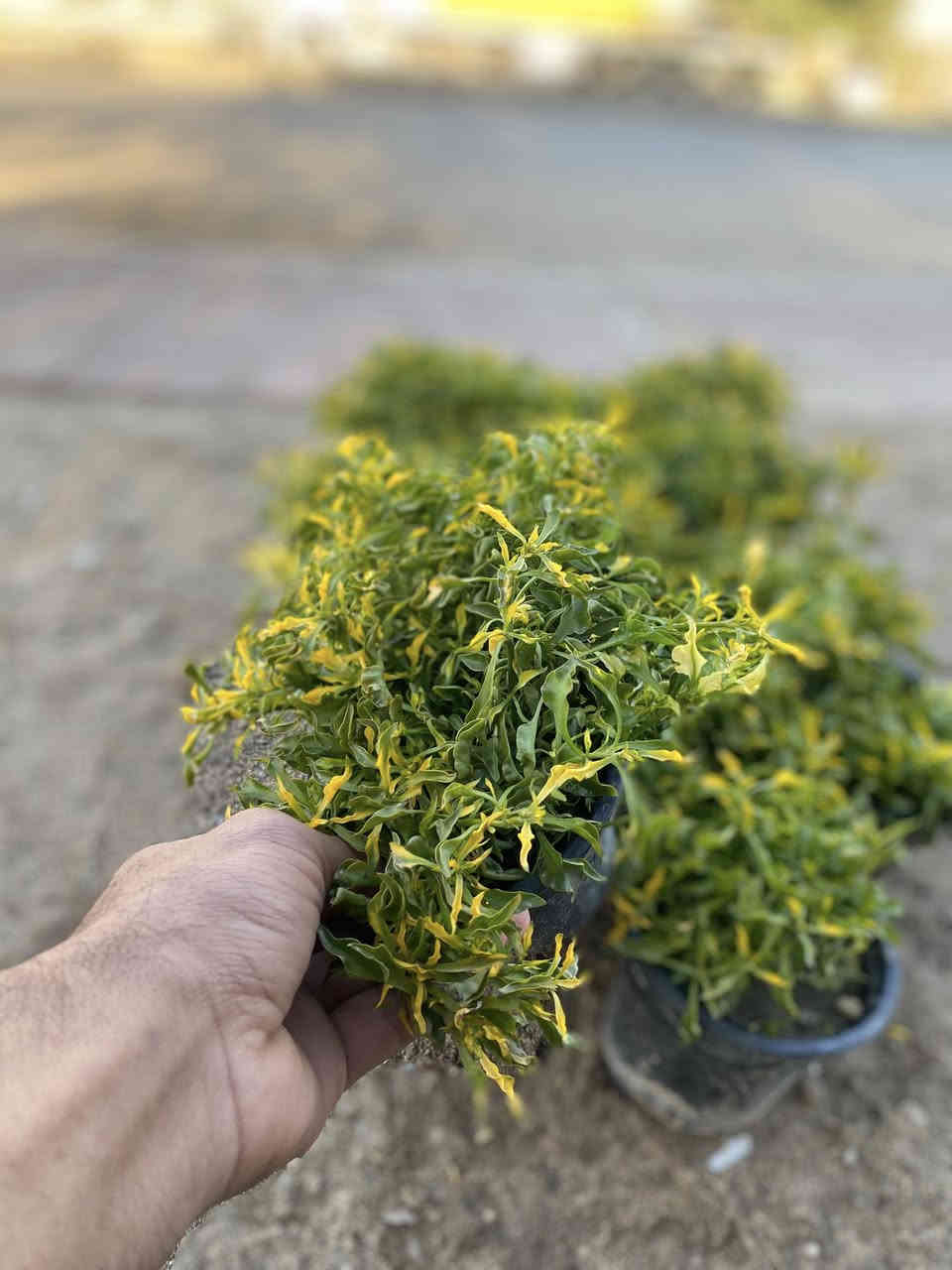 عرض خاص الورد  البتونيه  والقرفل والزينيا  والقرقوز فقط ب٧٥٠ ابمشتل المناذره الفرع الثاني مقابل مجمع القاسم عامود ٩٣لتواصل خاص  او واتساب ***********
