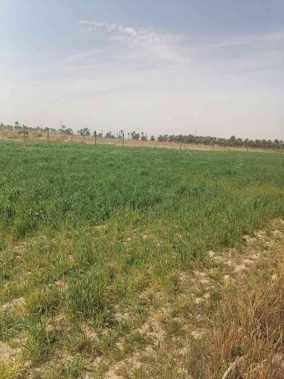 ١٠٠ الدونم طابو زرعي ٢٥ سند *********** عله طريق السنيه اول جسر وطب بل فرع التبليط ملأت الساده الرحمن خدمات كامله تريد نص ابيع كلهن سعره الدونم ٧ وبيه مجال عن التبليط الفرعي ٣٠٠ متر وعن الشارع العام كيلو ٣ ***********
