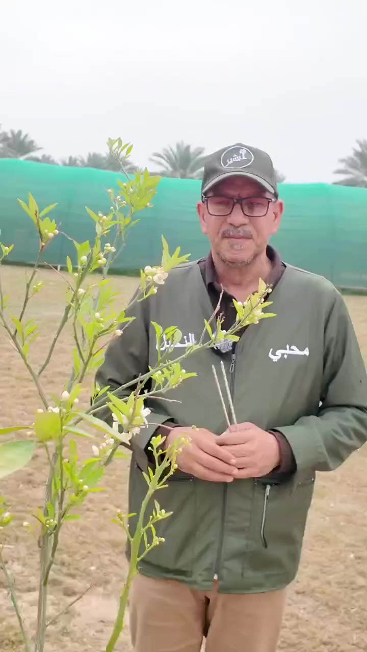 تثبيت الأزهار خطوة مهمّة في مرحلة الإزهار 🌼
استخدام مثبت الأزهار يساعد على تقليل تساقط الأزهار وتحسين عقد الثمار، مما يساهم في زيادة الإنتاج وجودة المحصول. 🌱
للتواصل والاستفسار:

***********
توجد خدمه توصيل 🚐 لجميع محافظات العراق
 
📍بابل _باب المشهد _قرب التقاطع مجاور مصرف علاء القاضي 

📍 بابل – الحلة – طريق منطقة عوفي

#البشير_مشروع_وطن
#زراعتك_بأيدي_آمنة 🌾
