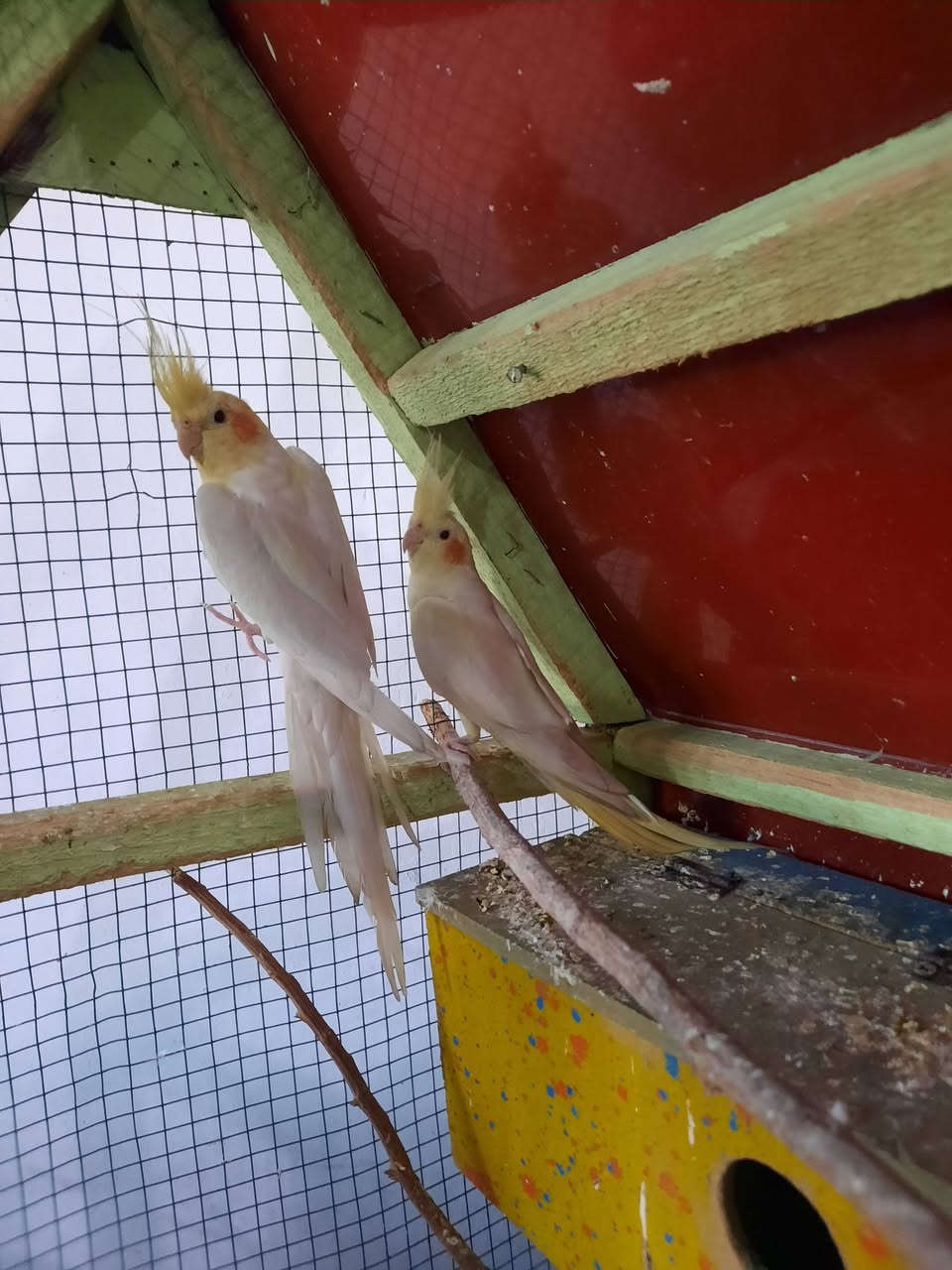 طيره وفحل كوكتيل شكري عين حمره إنتاج عراقي مضمونات من بيض مكاني الصويره قرب فلكه حي الزهور *********** علق تم يوصلك سعرهن
