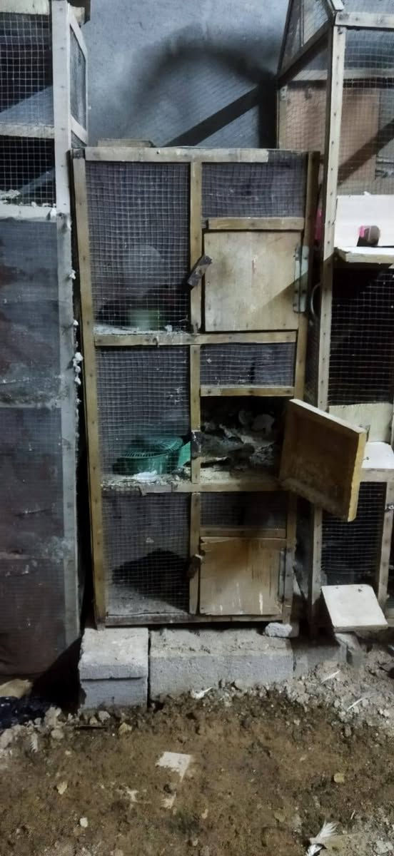 السلام عليكم اخوان خانات انضاف كلش كاملات هناه ومناهلهن وطوسهن مال مكفاف خانه ام 12 طبك سعره 75 ومهات ال 4  العدد 3 سعر الوحده  35 وم الثلاثه ب15
اوذه شلع ب150 قفل وعدي جبره حديد هم البيع سعره ب125 وعدي واجهيه خشب كول اربعه متر جديده ومرتبه سعره 50 وهاذ رقمي ***********
