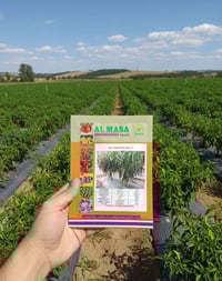 فلفل فيرا • انتاج عالي • مبكر ٦٠ يوم