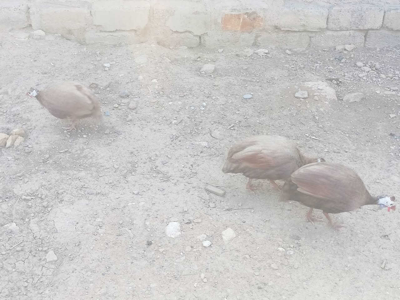 بيض فرعوني احمر للبيع استفسار اتصال او واتساب ***********
