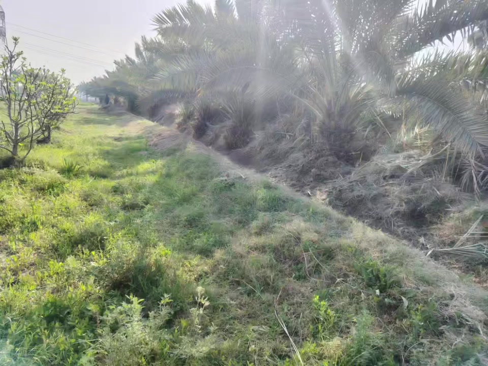 لحك بسعر البلاش 
امتلك أرضك اليوم، وابنِ مستقبل أحلامك غداً. قطع أراضي متميزة في مواقع استراتيجية، استثمار آمن وحياة هادئة تنتظرك!"
مساحه الارض 10دونم  
 وگافة الخدمات فيها ماء+ماء أسالة وكذالك الكهرباء واكيد الشارع تبليط وگذالك الارض محتاطة في الاشجار المثمرة
يوجد فيها اكثر من نوع من النخيل النيرسي والزهدي والخستاوي والبريم

لاستفسار اكثر الاتصال ***********
