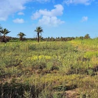 كربلاء الجذار • دونم • واجهة 22م