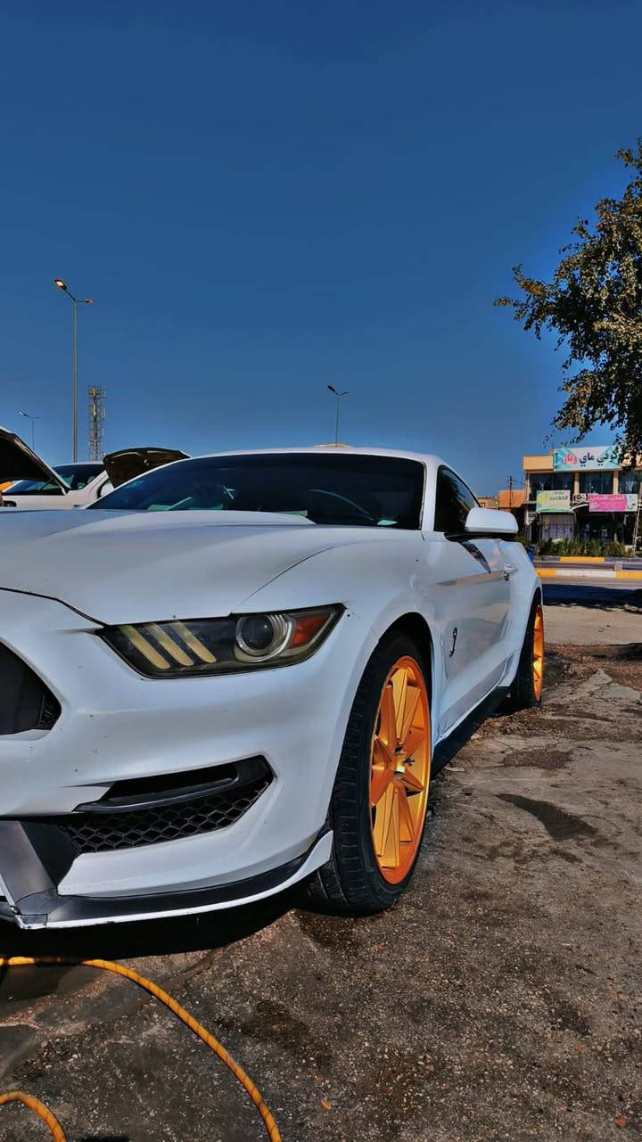 موستنك للبيع
مديل 2015 سته سلندر 
حادثه ب الصفحه خفيف بدون دواخل 
دعاميات شيلبي 
ويل 20 فيراده اصلي تخم تاير جديد 
مكينه كير حداديه كهربائيات تبريد كله بلادي وجديد 
دواخل بلاديه 
برمجه فتح سرعه وطلقات ومراوح 
صوت الكزوز ناعم بطيخات خلفيه بلاديه 
مكانه كربلاء المقدسه  
الاستفسار الاتصال على الرقم 
***********
***********
