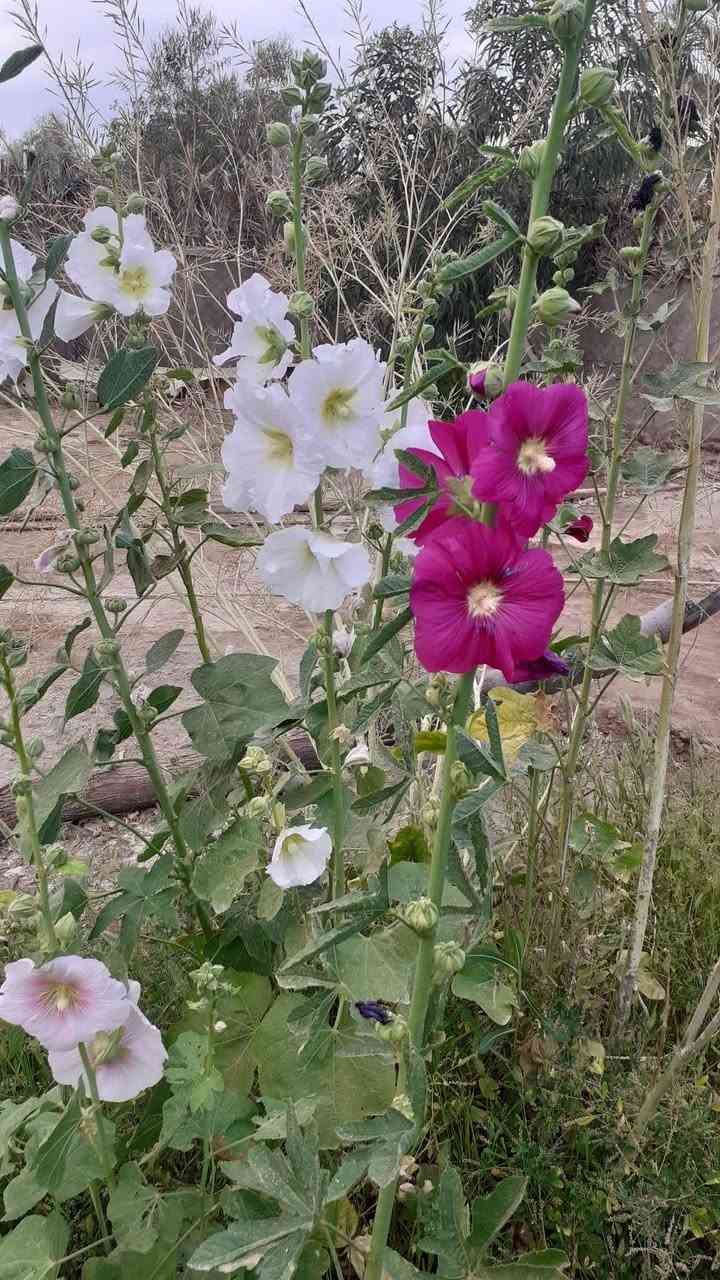 الختمة
نبات مزهر من  مناسب للحدائق المنزلية  و الحدائق العامة 
يصل ارتفاعه إلى أكثر من متر و نصف 
يزهر في الربيع و الصيف 
يتكاثر بالبذور 
يزرع في الربيع و الخريف 
تتوفر بذوره بسعر الفين دينار للمغلف
بابل إسكندرية يتوفر توصيل لكل المحافظات ان شاء الله


**إذا كنت صاحب هذا الإعلان وتريد حذفه لأي سبب، رجاءا أرسل رسالة إلى الدعم الفني**