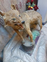 حيوان محنط • ابن اوى • درجة أ