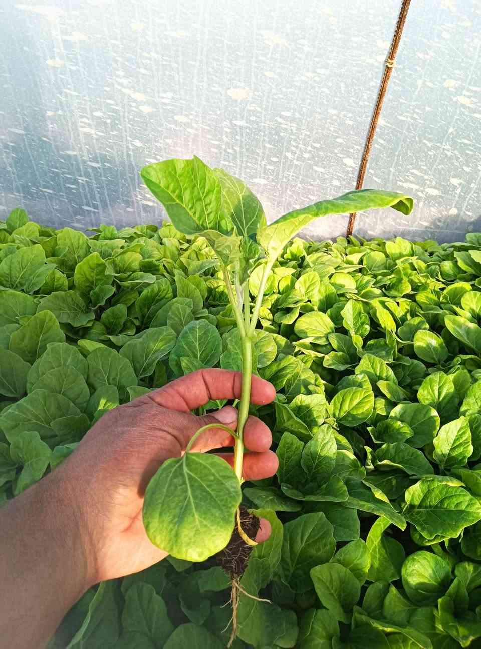 السلام عليكم اخوان توجد دايا مال بيتنجان البزر سوري اتعهد بالنوعيه مثل ما موضح بالصوره المكان بابل النيل جسر كيش اتصل على الارقام  ***********ا ***********
